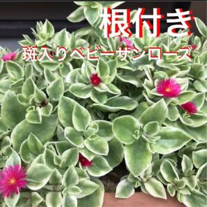 88☆増える☆根付き☆斑入り☆ベビーサンローズ☆初心者向き☆