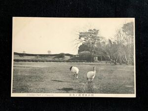 【戦前絵葉書・岡山 後楽園】岡山後楽園の光景 鶴 ※やや剥離あり