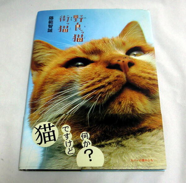 「野良っ猫、街っ猫」藤範智誠 路上で見つけた猫たちのユニークな写真集