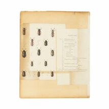 ヴィンテージ 昆虫 標本 図鑑 アート PLATE118/119_画像2