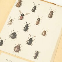 ヴィンテージ 昆虫 標本 図鑑 アート PLATE118/119_画像3