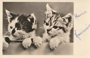 アンティークポストカード　絵葉書　可愛い猫たち３