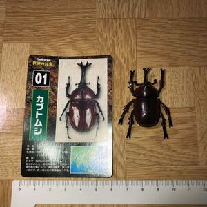 カバヤ　世界の昆虫　カブトムシ　他商品と同梱発送出来ます