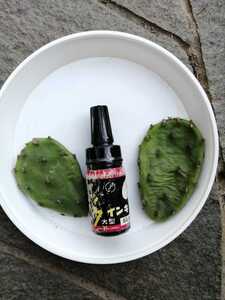 ウチワサボテン サボテン 抜き苗 2本セット 多肉植物 寄せ植え カット苗
