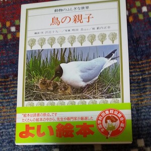 鳥の親子