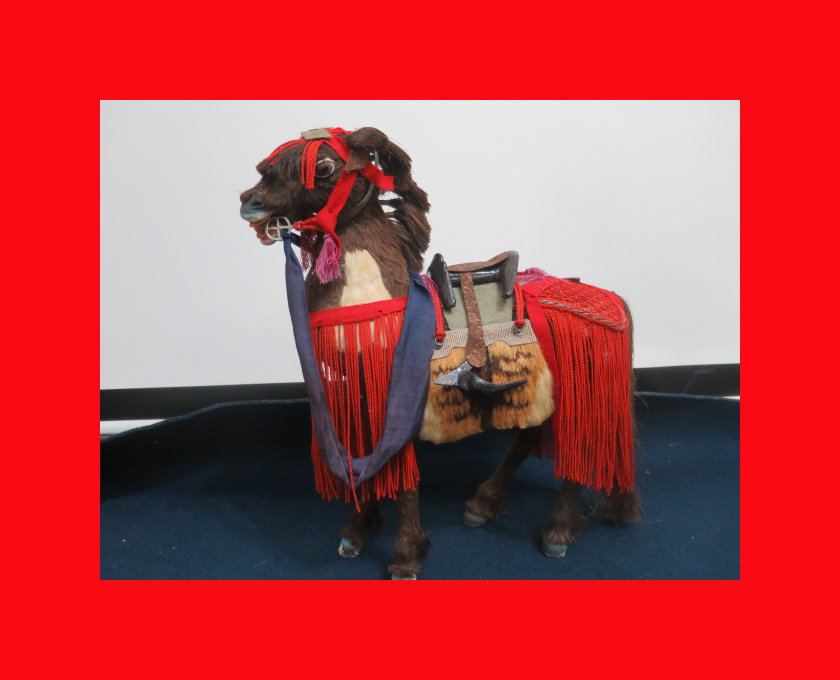 : [Museo de Muñecas] Caballo E-233 Muñecas de mayo, muñecas guerreras, decoraciones generales. Maki-e 5, estación, Eventos anuales, Día del Niño, muñecas de mayo