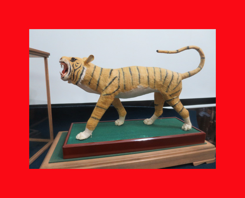 : [Musée des poupées] E-239 dans l'étui du tigre Poupées de mai, poupées guerrières, décorations générales. Makie Cinq, saison, Évènement annuel, la journée des enfants, Poupée de mai