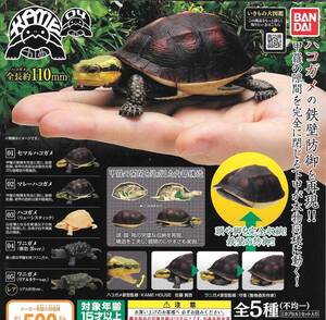 セマルハコガメの値段と価格推移は 1件の売買情報を集計したセマルハコガメの価格や価値の推移データを公開 セマルハコガメの値段と価格推移は 1件の売買情報を集計したセマルハコガメの価格や価値の推移データを公開
