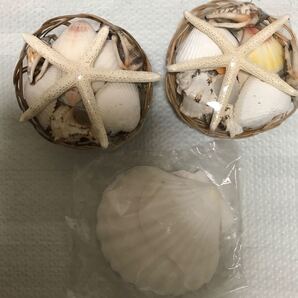 貝殻セット