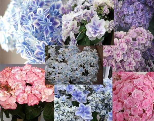 激レア☆大人気ブランドアジサイ挿し穂5本セット+おまけ 紫陽花挿し穂 苗