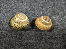 貝の標本 Asperitas trochus polymorpha set 2.25.3mm&28mm.Indonesian_画像2