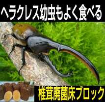 発酵マットに埋め込むと栄養強化に！カブト幼虫がサイズアップ！椎茸廃菌床ブロック☆クワガタ幼虫の餌、産卵木の代わりにも！クヌギ100％ _画像6