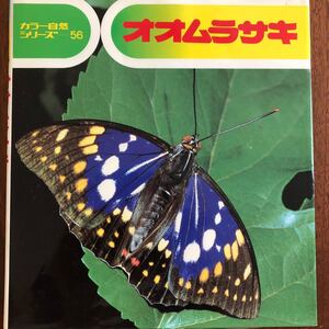 カラー自然シリーズ56 オオムラサキ