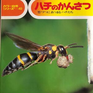 カラー自然シリーズ49 ハチのかんさつ(竹づつにあつまるハチたち)