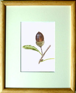Art hand Auction No. 6371 Oak Nuts / Chihiro Tanaka (Aquarelle Quatre Saisons) / Livré avec un cadeau, Peinture, aquarelle, Nature, Peinture de paysage