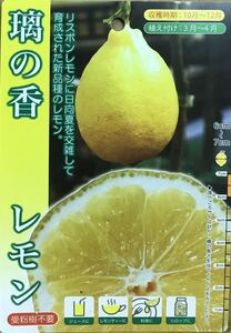 璃の香レモン PVP接木苗木