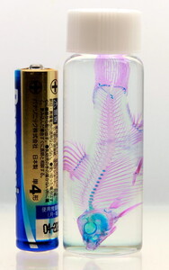 モツゴの値段と価格推移は 52件の売買情報を集計したモツゴの価格や価値の推移データを公開 モツゴの値段と価格推移は 52件の売買情報を集計したモツゴの価格や価値の推移データを公開