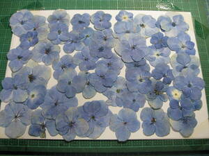 B-7 синий фиолетовый . цветок 