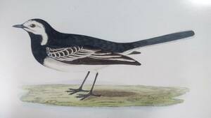 鳥の絵の額装品　ハクセキレイ (Pied Wagtail)　木版画　木製フレーム　アンティーク　送料無料　同梱可能