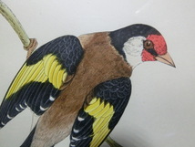 鳥の絵の額装品　ゴシキヒワ (Goldfinch)　木版画　木製フレーム　アンティーク_画像7