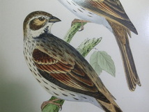 鳥の絵の額装品　ズグロチャキンチョウ (Black-headed Bunting)　木版画　木製フレーム　アンティーク　インテリア　送料無料_画像10