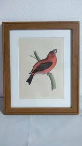 鳥の絵の額装品　ハシブトイスカ (Parrot Crossbill)　木版画　木製フレーム　アンティーク