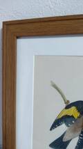 鳥の絵の額装品　ゴシキヒワ (Goldfinch)　木版画　木製フレーム　アンティーク_画像4