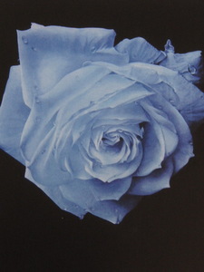 塩崎敬子、【浮遊する青い薔薇】、希少な額装用画集より、状態良好、新品額 額装付、送料無料
