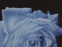 塩崎敬子、【浮遊する青い薔薇】、希少な額装用画集より、状態良好、新品額 額装付、送料無料_画像5