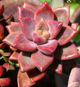 多肉植物ブロンズ姫 耐寒 大小6個
