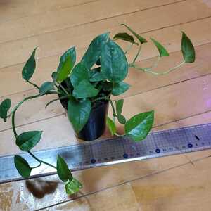 scindapsus スキンダプサス スキンダプタス レア 希少 フィロデンドロン 抜き苗
