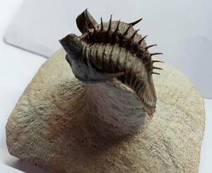 モロッコ産　　三葉虫化石 　　Erbenochile tower eyed Trilobite