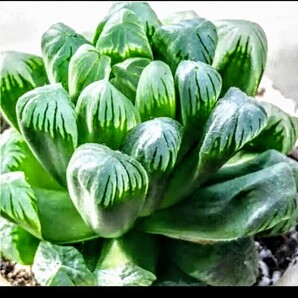 多肉植物 ハオルチア オブツーサ おうち時間