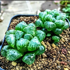 多肉植物 ハオルチア×2 おうち時間