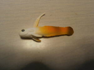 魚 動物 生き物 5センチ