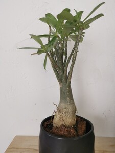 魂根植物 珍奇植物 アデニウム