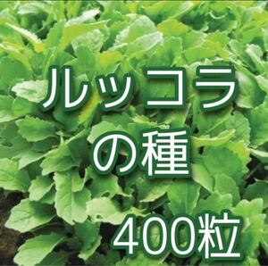 ルッコラの種400粒