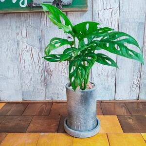 【観葉植物】マドカズラ 受皿付