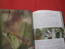 ★沖縄の野鳥・トンボ・蝶 　　　　　　【沖縄・琉球・自然・生物・図鑑】_画像4