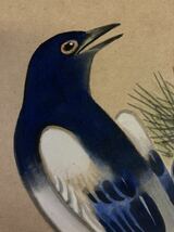 【A1878】河野華崖 日本画 色紙絵 「松の鳥」_画像5