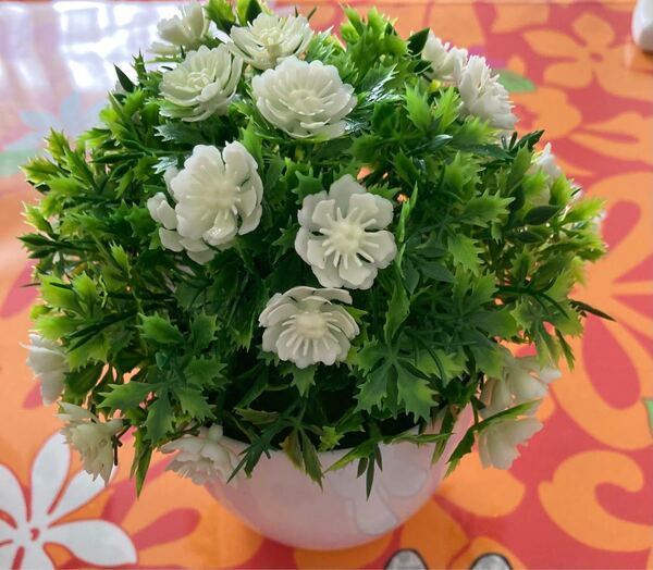 観葉植物