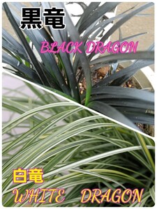 『黒竜・BLACK DRAGON』3株&『白竜・WHITE DRAGON』5株セット 草花 観葉植物
