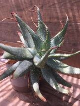 アロエ原種 Aloe sp 南アフリカ原産　サボテン　多肉植物　輸入　実生　古株　特大　発送は佐川急便で抜き苗のみ_画像5