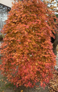  blinds sudare maple . leaf ...5ps.@# free shipping (. Izumi summer green branch shide .... maple maple .. tree ) garden tree garden tree momiji maple plant 