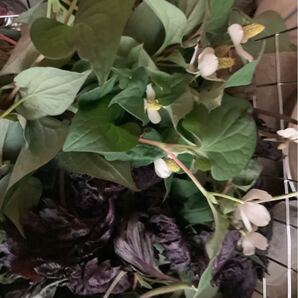無農薬どくだみ、蓬、赤紫蘇、枇杷葉、スギナの美味しいお茶15パック