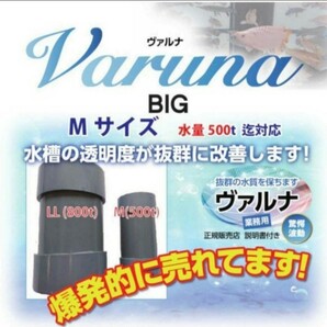 池の透明度が抜群に【ヴァルナ池用】病原菌や感染症など有害物質を強力抑制！錦鯉を病気から守る！池に入れるだけ５００トン浄化　錦鯉に！