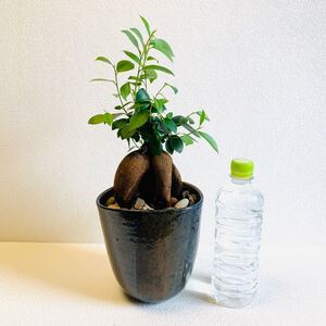 ハイドロカルチャー ガジュマル 大きいサイズ 小石原焼 陶器 観葉植物