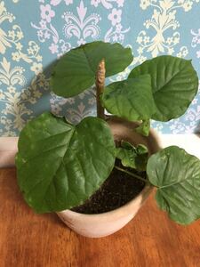 ウンベラータ 陶器鉢植え 観葉植物 人気インドアグリーン