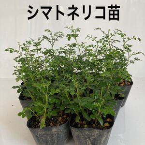 シマトネリコ苗 8鉢