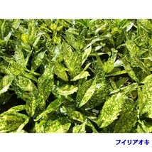 植木 フイリアオキ (斑入りアオキ) 15.0ｐ 15本 樹高0.3ｍ前後 15.0ｐ 植木　苗木　シンボルツリー　生垣_画像3